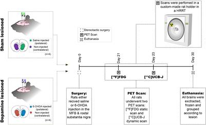 Synaptic Density and Neuronal Metabolic Function Measured by Positron Emission Tomography in the Unilateral 6-OHDA Rat Model of Parkinson’s Disease